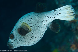 BD-130713-Maldives-0382-Arothron-nigropunctatus-(Bloch---Schneider.-1801)-[Blackspotted-puffer].jpg